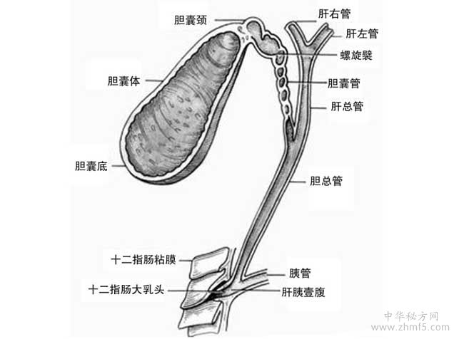 膽結(jié)石不能吃什么食物