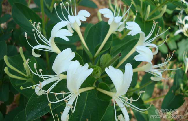 金銀花和菊花泡水喝