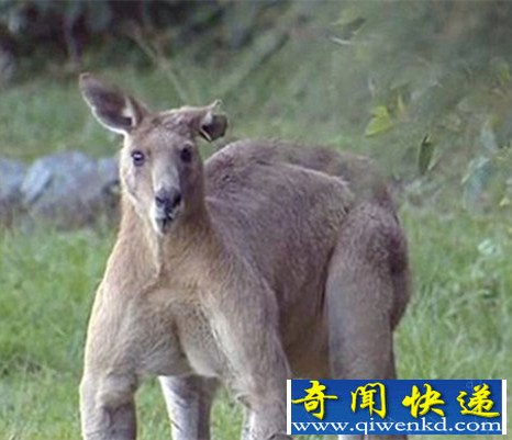 澳大利亞拳擊袋鼠走紅 是動物界的健美先生