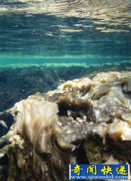 [圖文]河底石塊上生長著一種巖石鼻涕淡水藻類