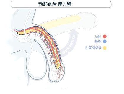 讓男人變硬的方法有哪些？ 哪五種方法使陰經(jīng)勃起？