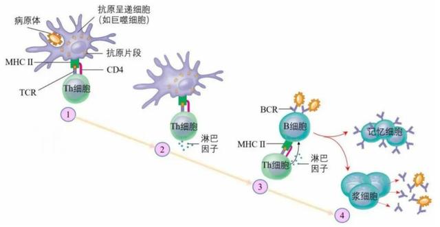 蛋白大分子靶向藥的副作用