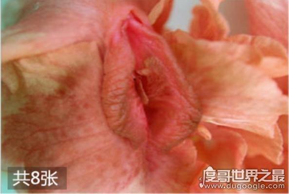 女性私處有哪些種類？女性私處一般有六種類型