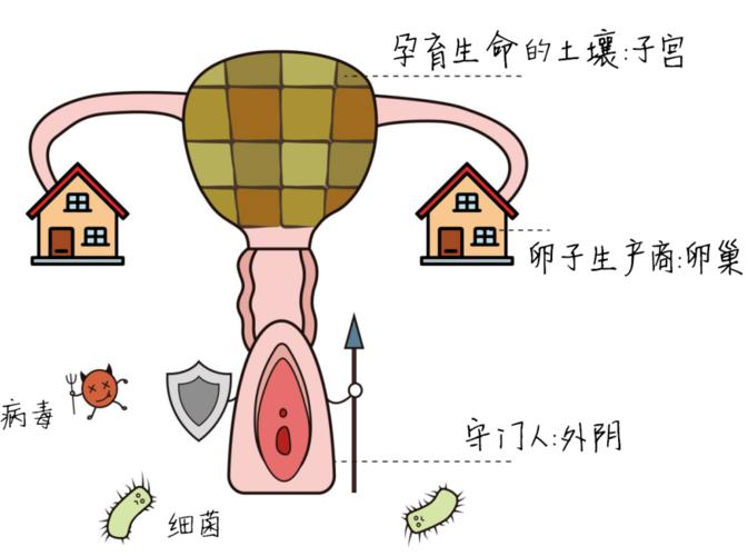 女性的私處包括什么？女性私處的構(gòu)成部分是什么？