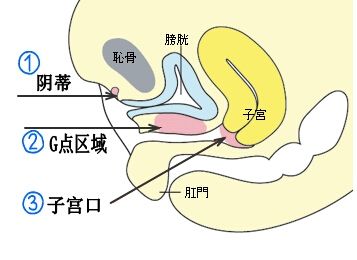 女孩愛上了挺直或筆直的女孩 什么樣的女性適合什么樣的陰經(jīng)？