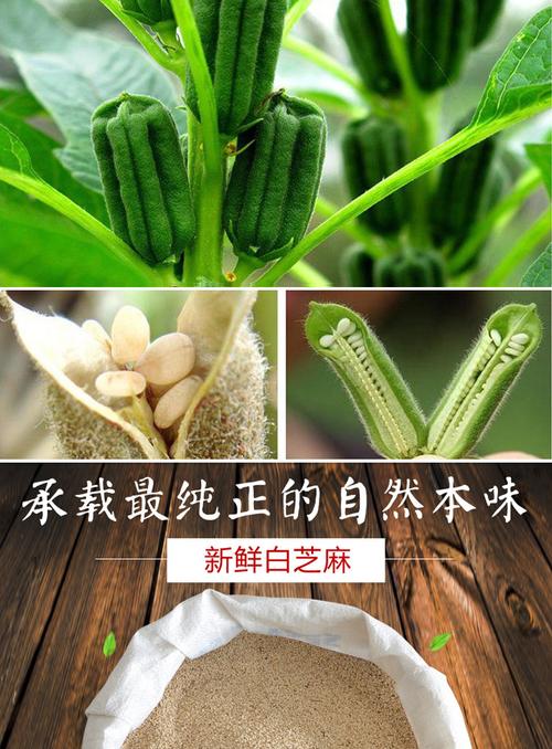 芝麻的功效(白芝麻的功效與作用)