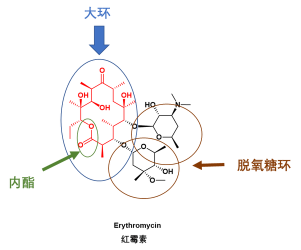 ciclosporin副作用-ciprofloxacin的作用