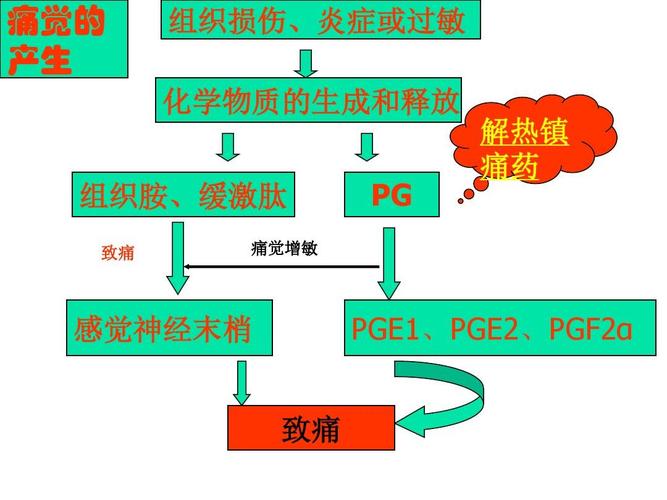 的作用_的作用機(jī)制和藥理作用