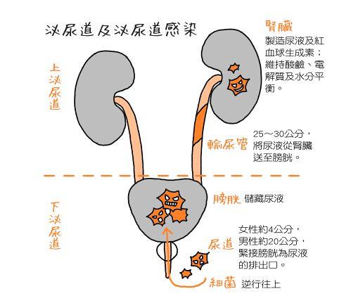 尿道炎是什么癥狀,膀胱尿道炎是什么癥狀