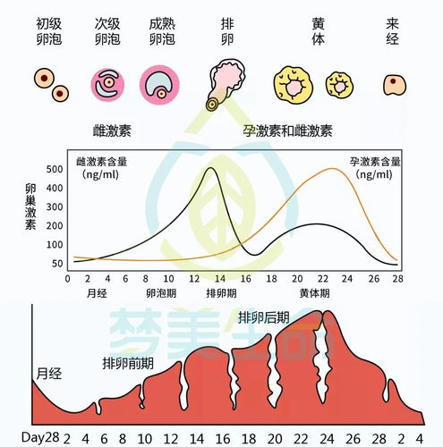 試管生長(zhǎng)激素的副作用-試管生長(zhǎng)激素的副作用大嗎