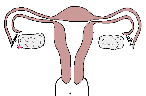 女孩愛上了挺直或筆直的女孩 什么樣的女性適合什么樣的陰經(jīng)？