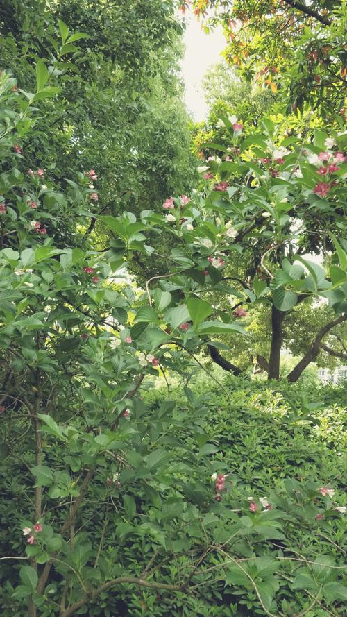 花草美景，心靈的療愈