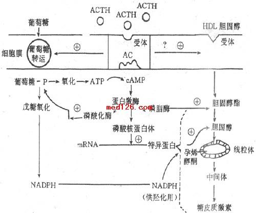 孕激酶功效與作用和副作用,孕激酶功效與作用和副作用有哪些