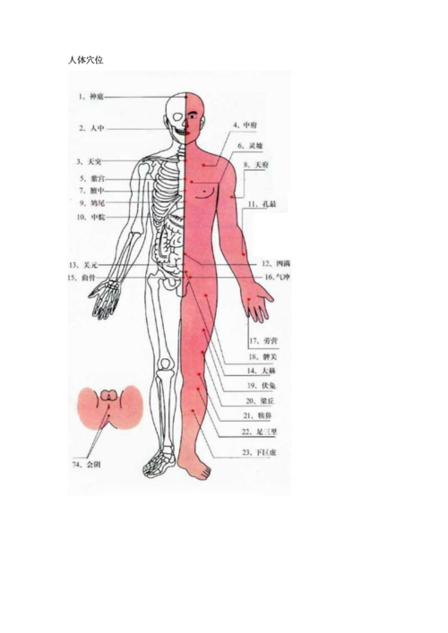 人體準(zhǔn)確位置圖和作用人體準(zhǔn)確位置圖和作用高清圖