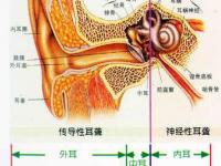 耳神經(jīng)受損的藥物副作用(耳神經(jīng)受損的藥物副作用有哪些)