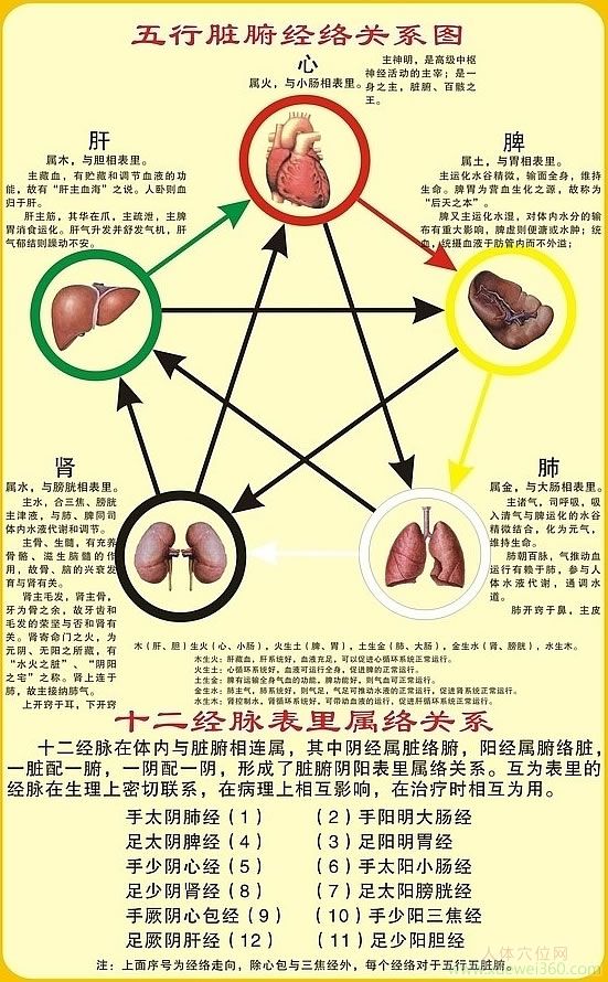 五行臟腑經(jīng)絡關(guān)系圖