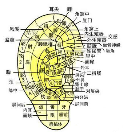 耳穴位