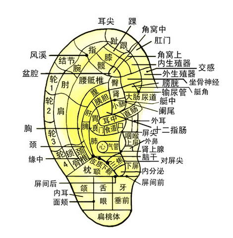 耳朵反射區(qū)