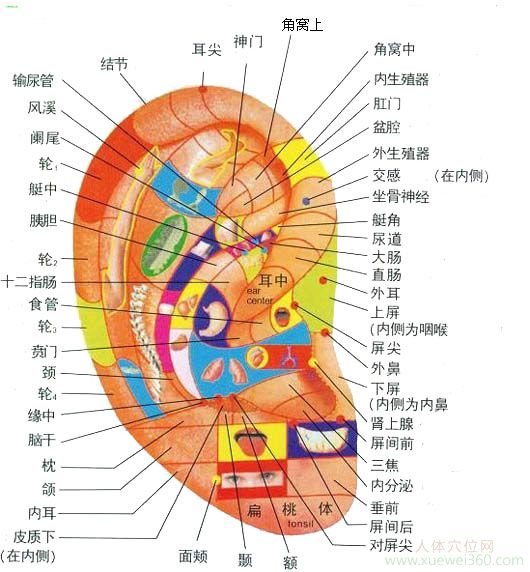 耳朵反射圖