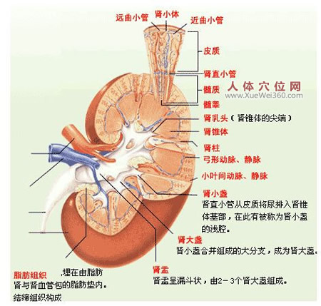 腎炎