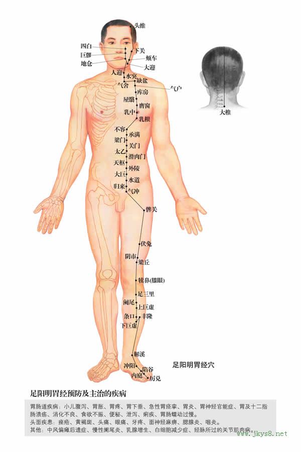 足陽明胃經(jīng)穴位圖