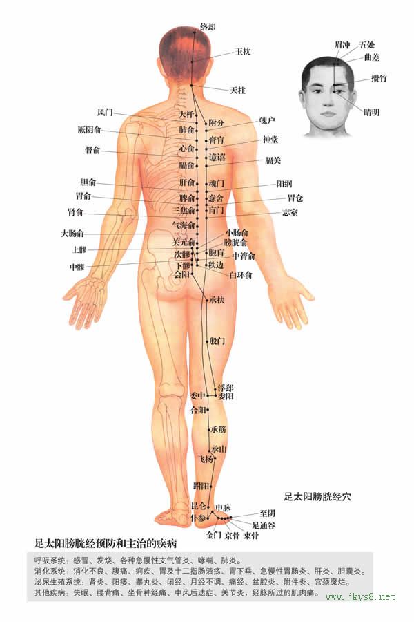 足太陽膀胱經(jīng)穴位圖