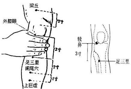 足三里穴