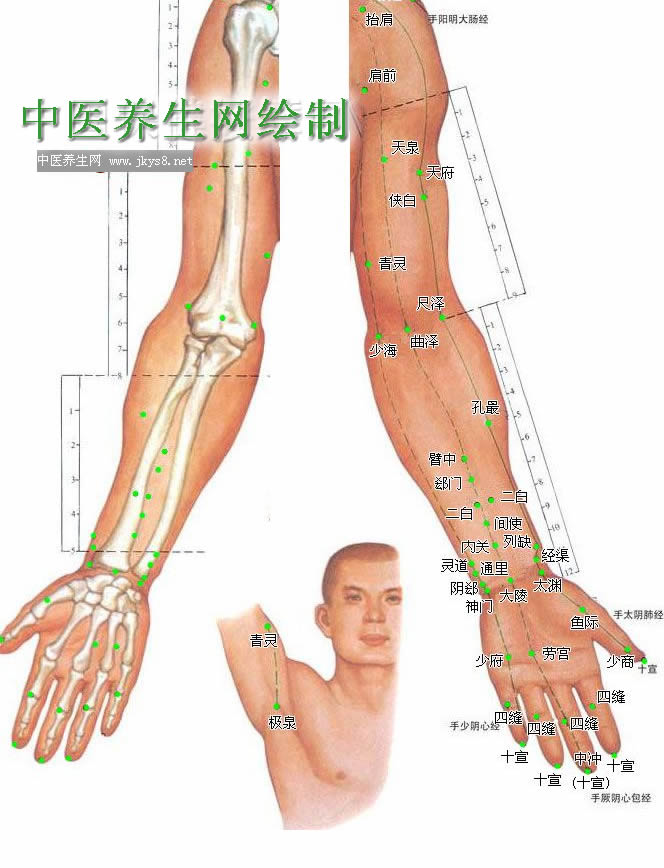 上肢內(nèi)側(cè)穴位圖