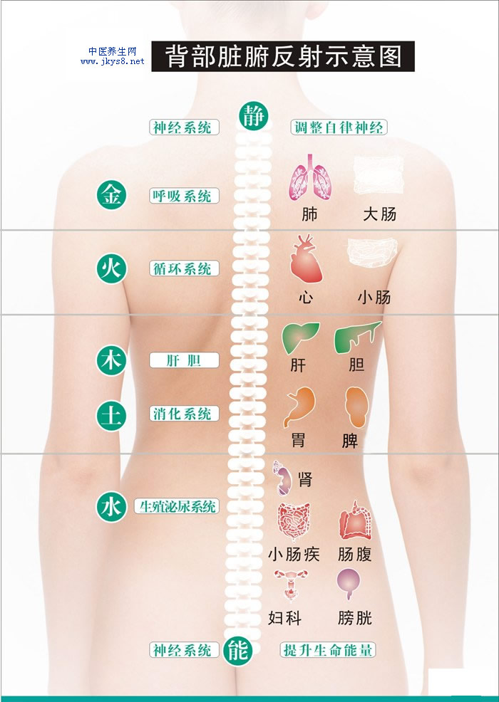 背部反射區(qū)圖