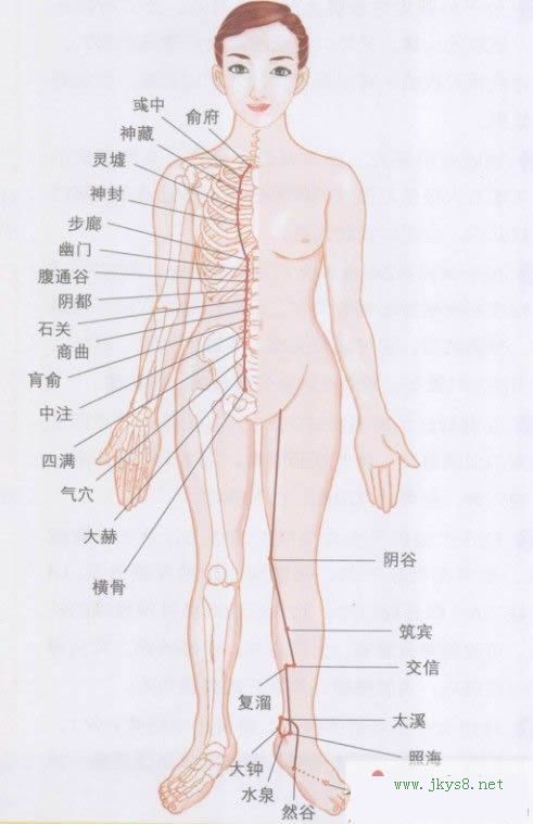 足太陰腎經(jīng)