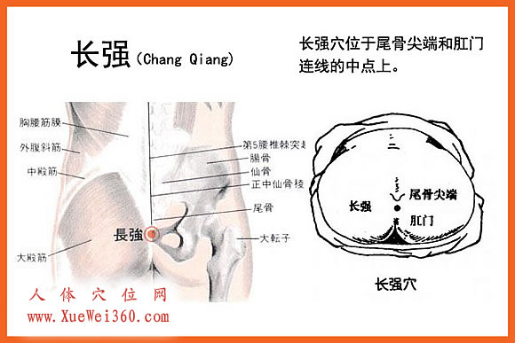 圖解長強穴位位置圖