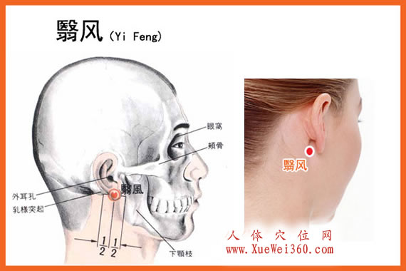 翳風(fēng)穴的準確位置圖