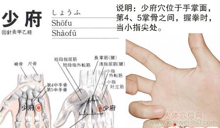 少府穴的準確位置圖