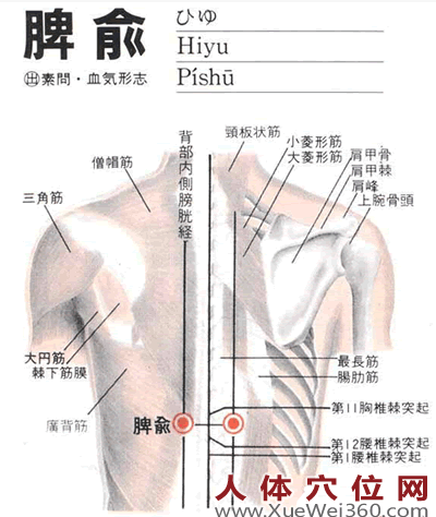 脾俞穴