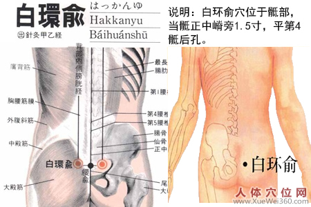 白環(huán)俞穴的準確位置圖