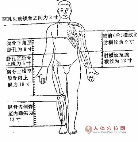 骨度分寸法：全身正面圖