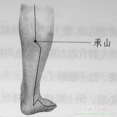 承山穴位位置圖