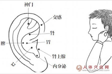 耳穴壓豆減肥法，小胖墩體型變標(biāo)準(zhǔn)