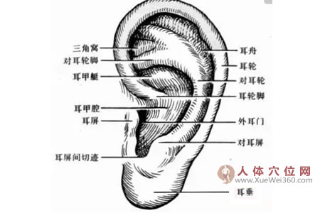 按摩耳朵的養(yǎng)生長壽法：揉耳朵能開竅、長壽