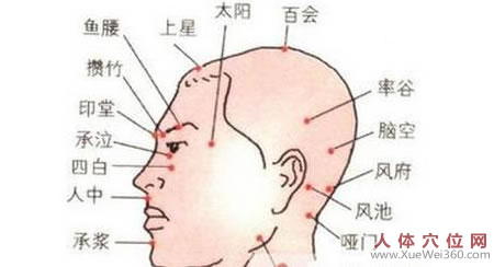 頭部穴位圖：百會穴、上星穴等