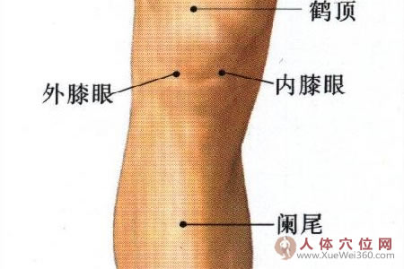 內(nèi)膝眼和外膝眼